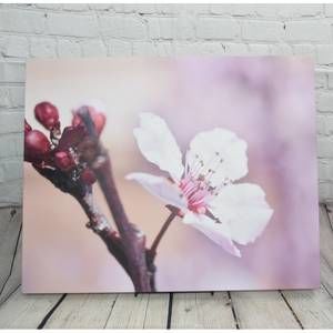 Cherry Blossom Canvas Print